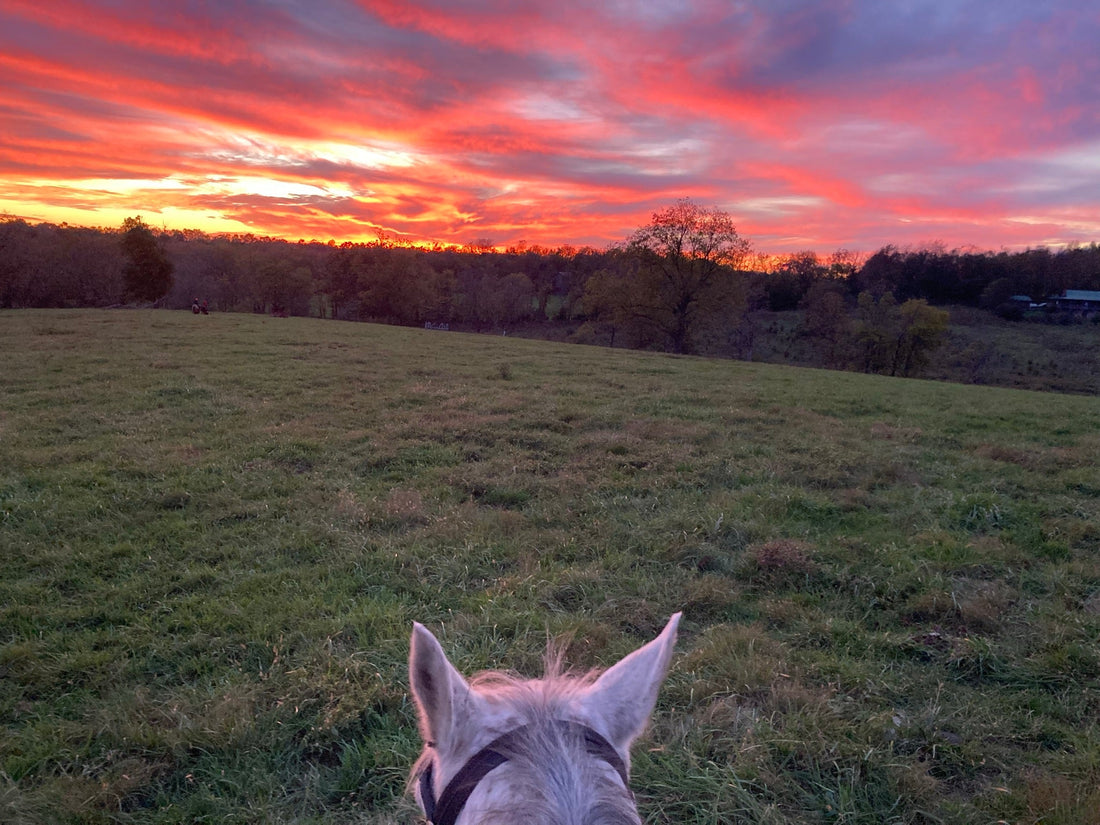 The Art of Seeing Horses
