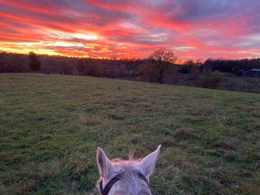 The Art of Seeing Horses