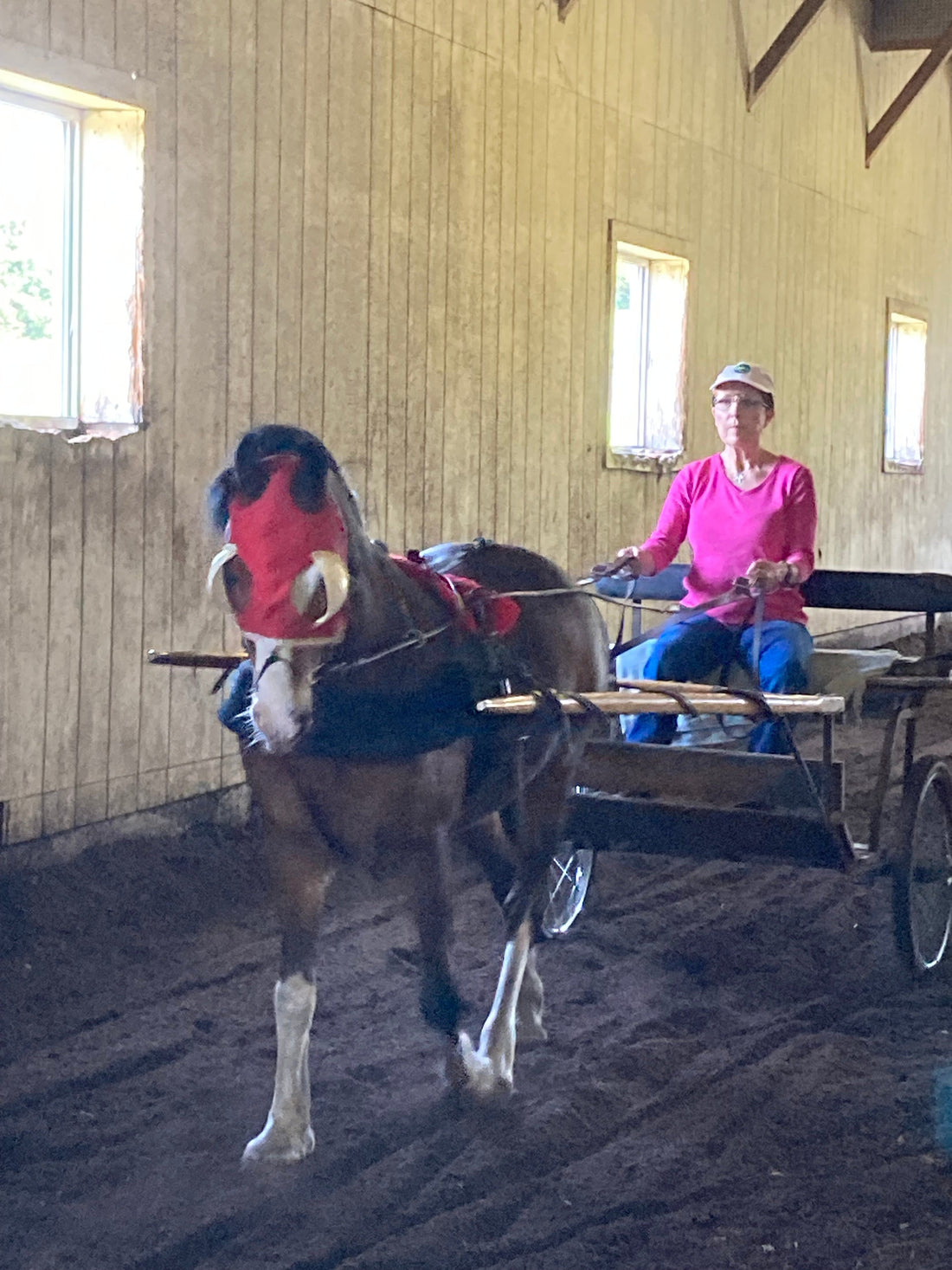 The Art of Seeing Horses