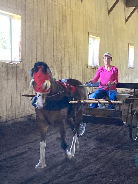 The Art of Seeing Horses