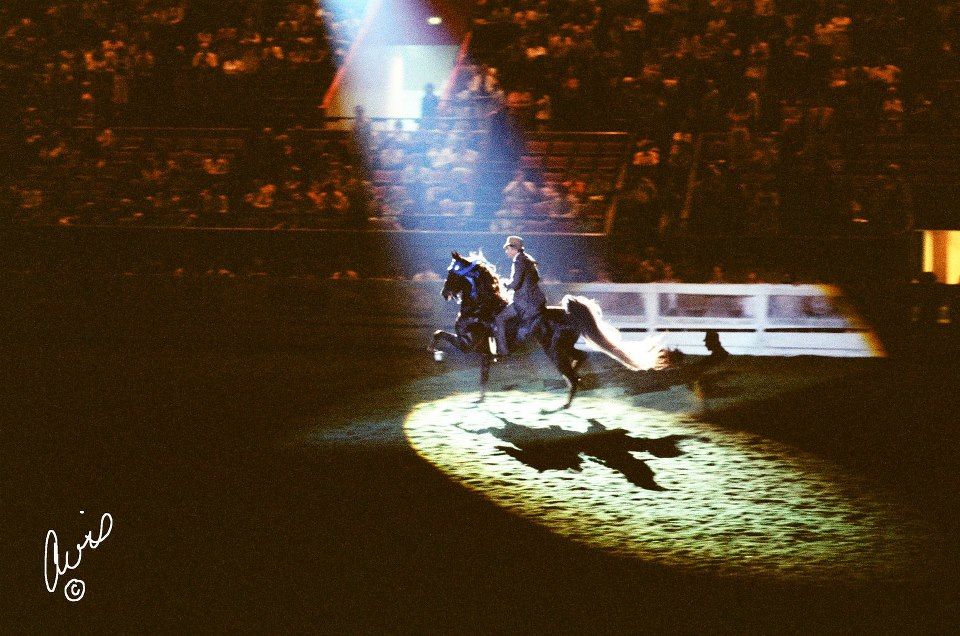 CH Imperator in the spotlight at the World's Championship Horse Show in Louisville, KY.