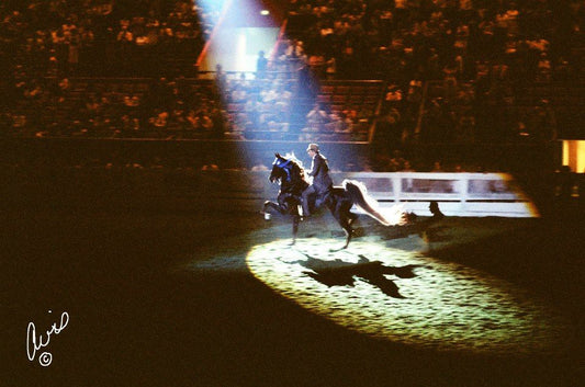 CH Imperator in the spotlight at the World's Championship Horse Show in Louisville, KY.